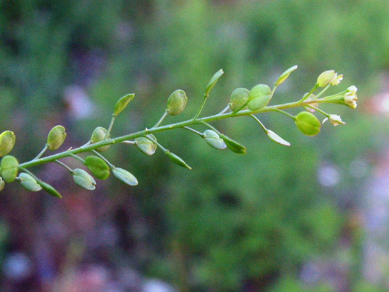 Lepidium virginicum L. / Lepidio della Virginia
